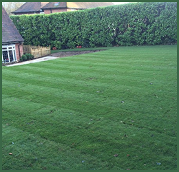 Garden lawn and turfing Amersham